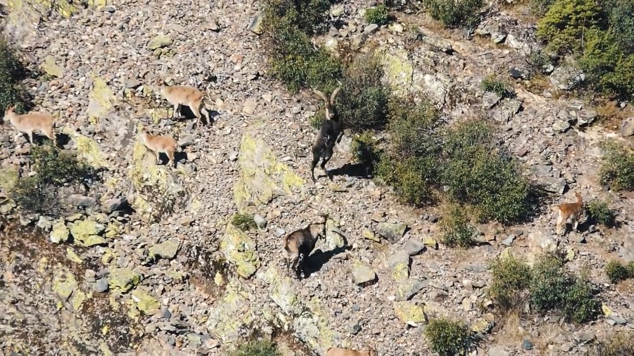 Jumping Ibex