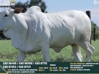 Lote 137