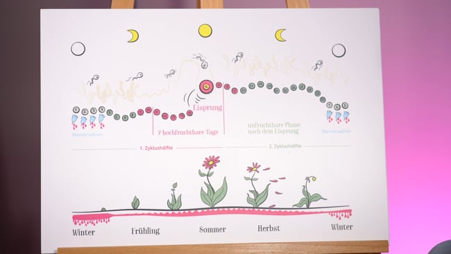 Der weibliche Zyklus