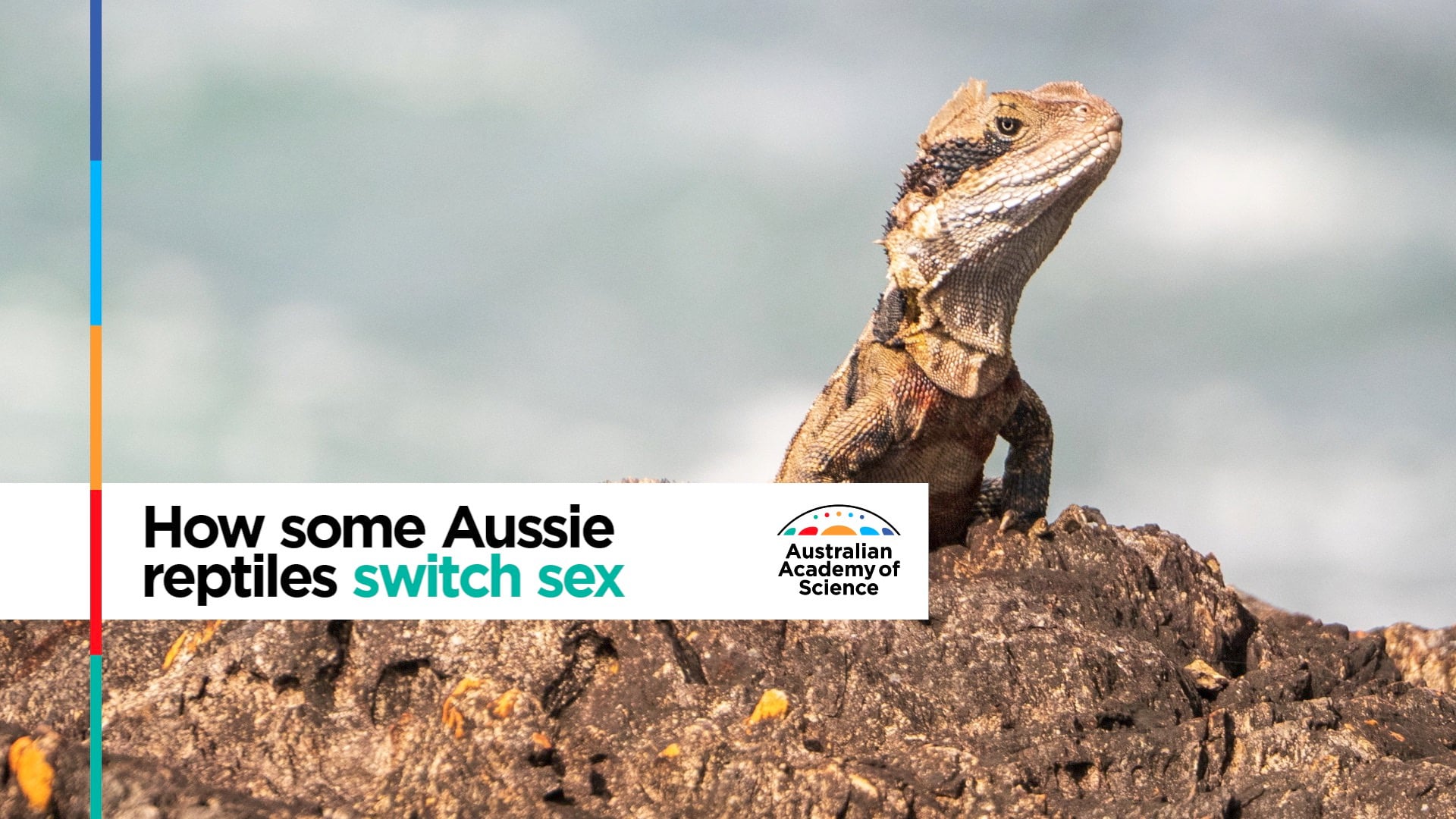 How some Aussie reptiles switch sex on Vimeo photo