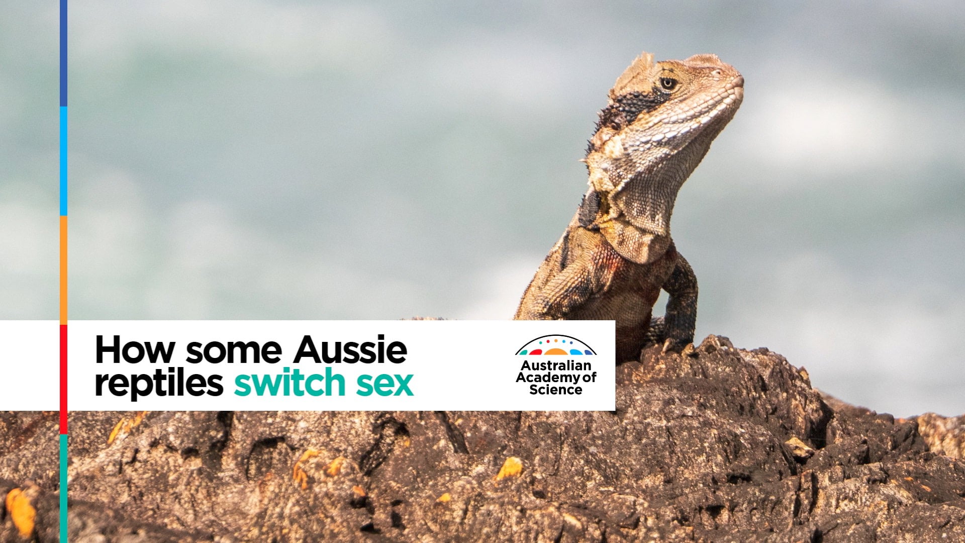 How some Aussie reptiles switch sex on Vimeo Wife 1920x1080 photo How some Aussie reptiles switch sex on Vimeo photo