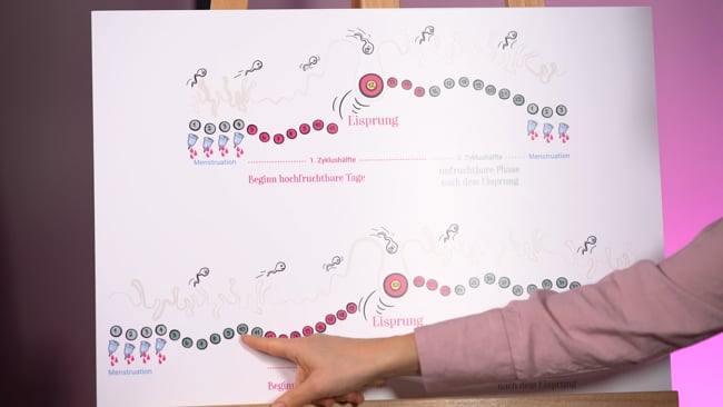 Unregelmässige Zyklen