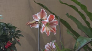 El CER s'engalana per una nova mostra de flors i bonsais
