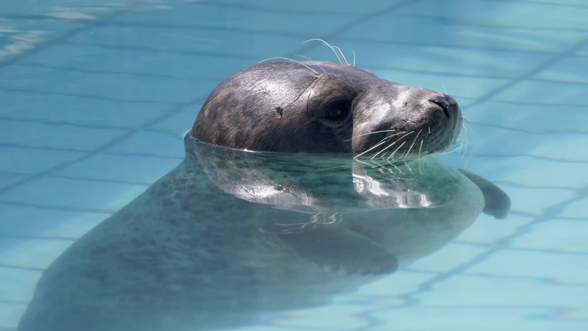 Zeehondencentrum Pieterburen in 4K / UHD on Vimeo