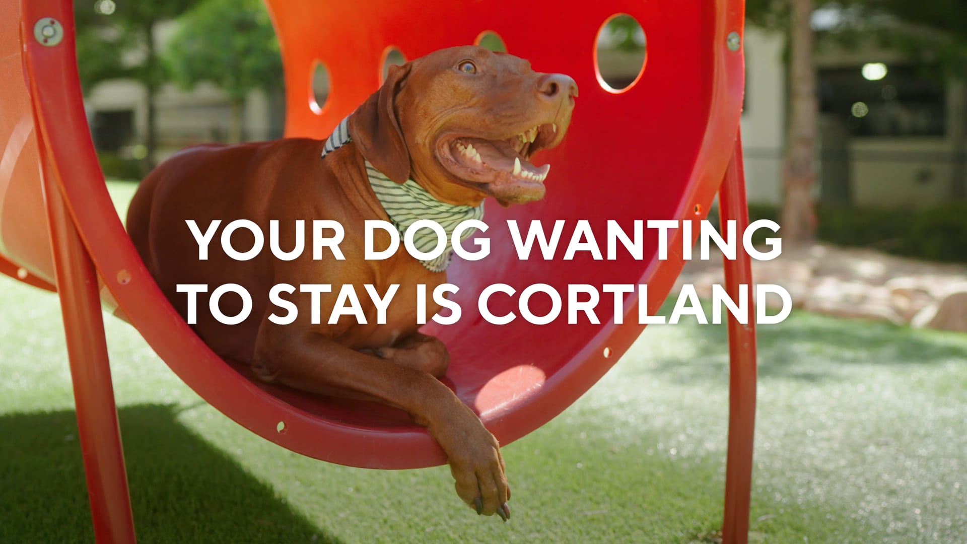 Your Dog Wanting to Stay is Cortland