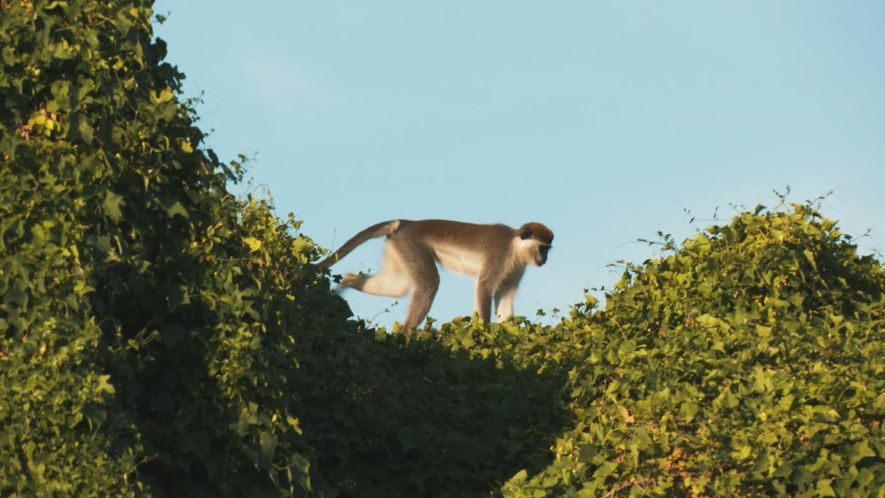 Grivet Monkey