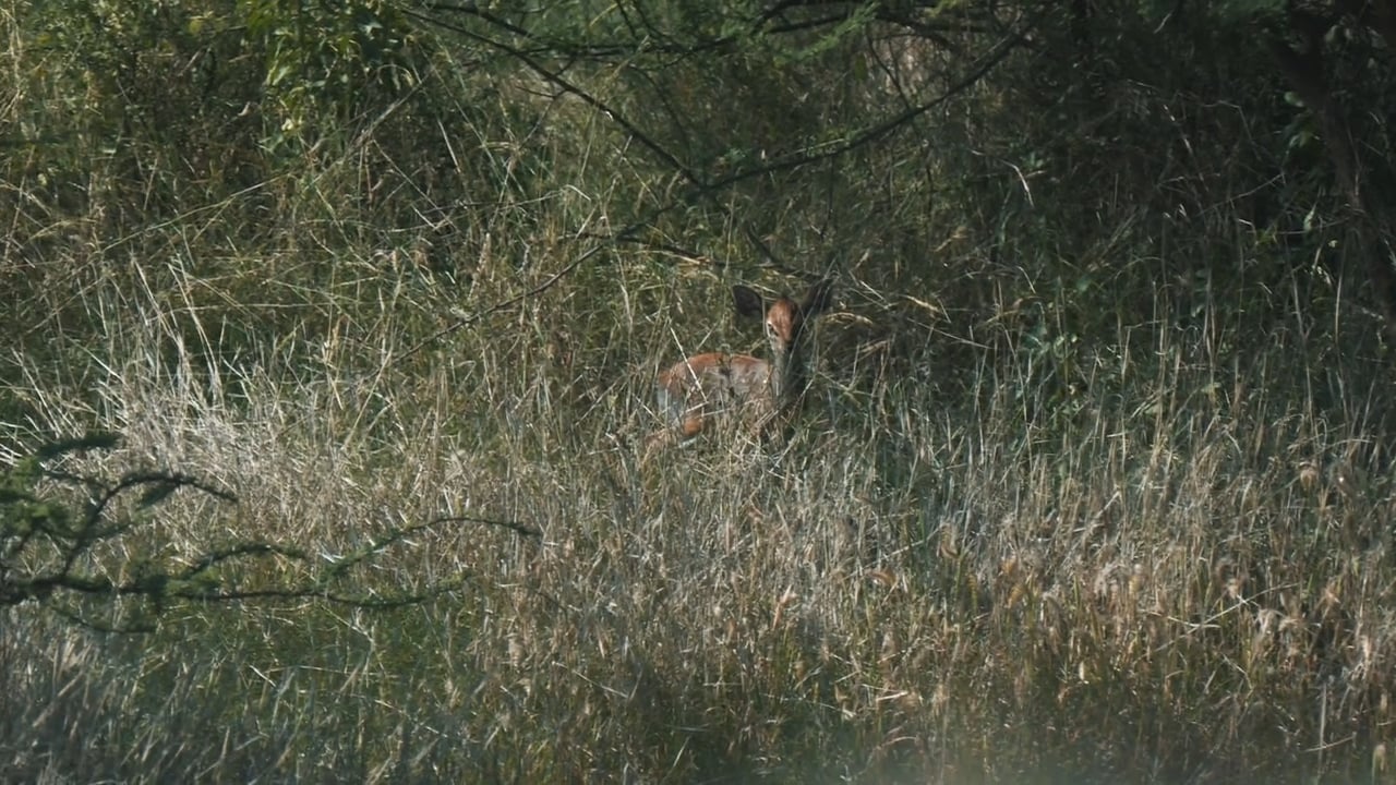 Salt's Dik-Dik