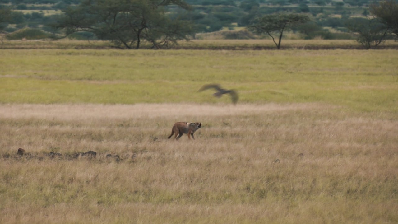 Bird attacks Jackal