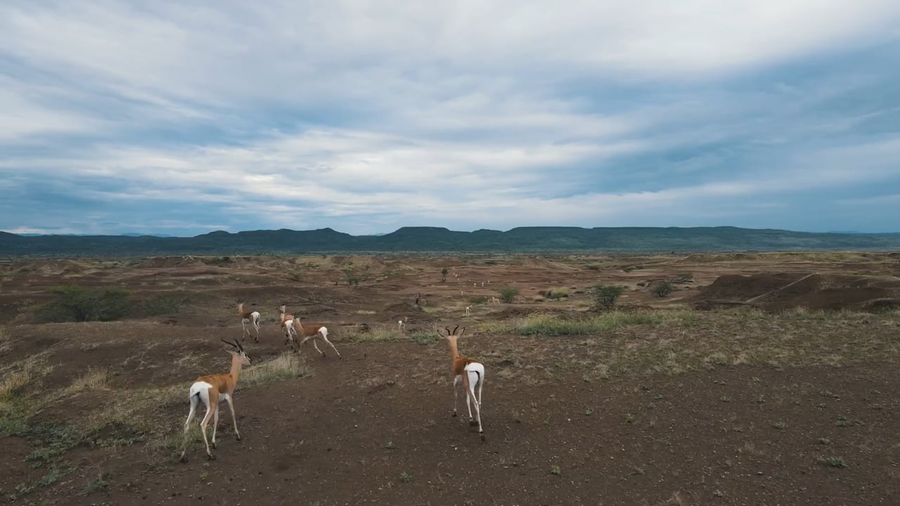 Soemmering's Gazelle Herd