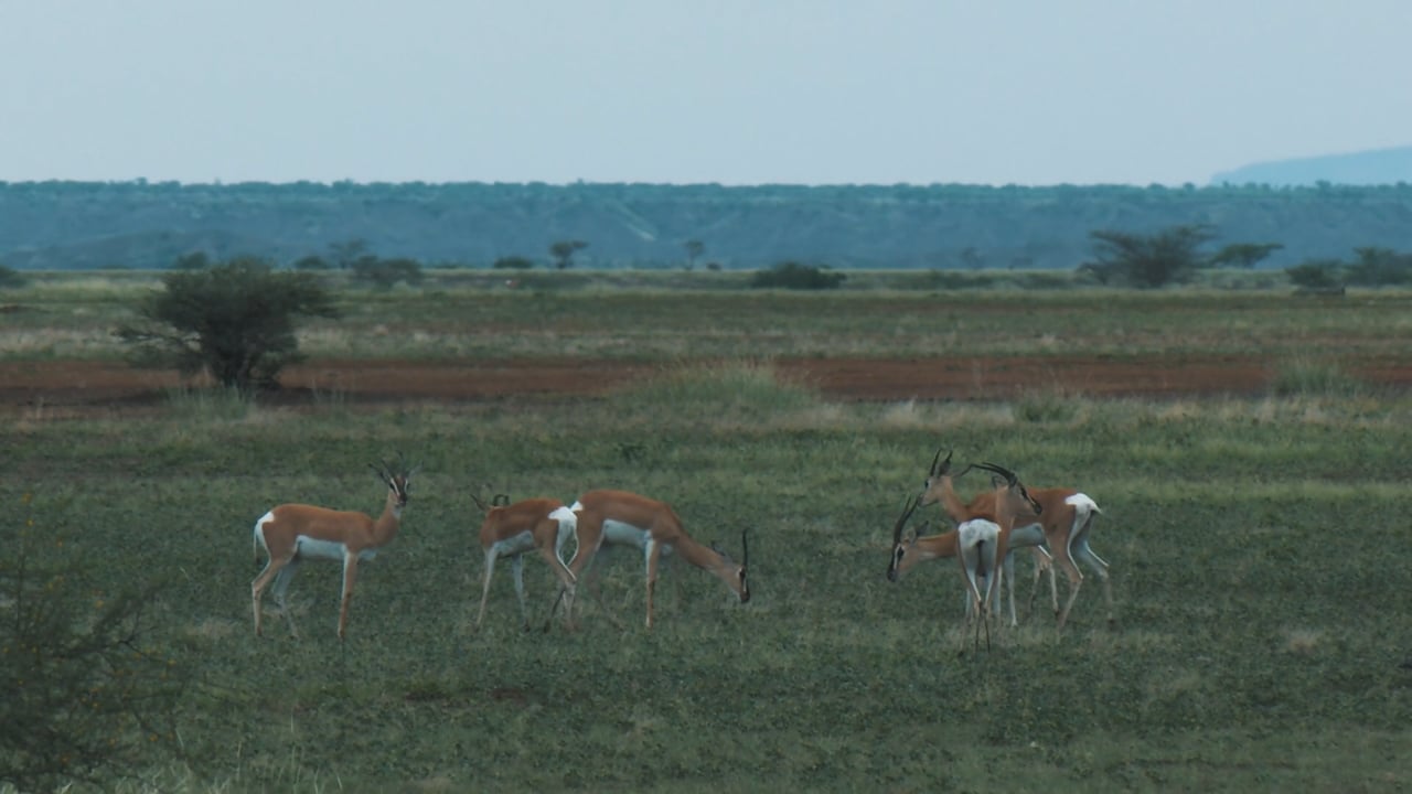 Sparring Soemmerring's Gazelle