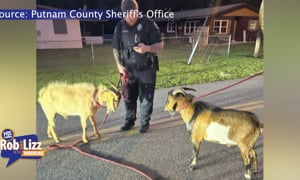 Police Break Up Goat Fight