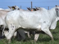 Lote 20
