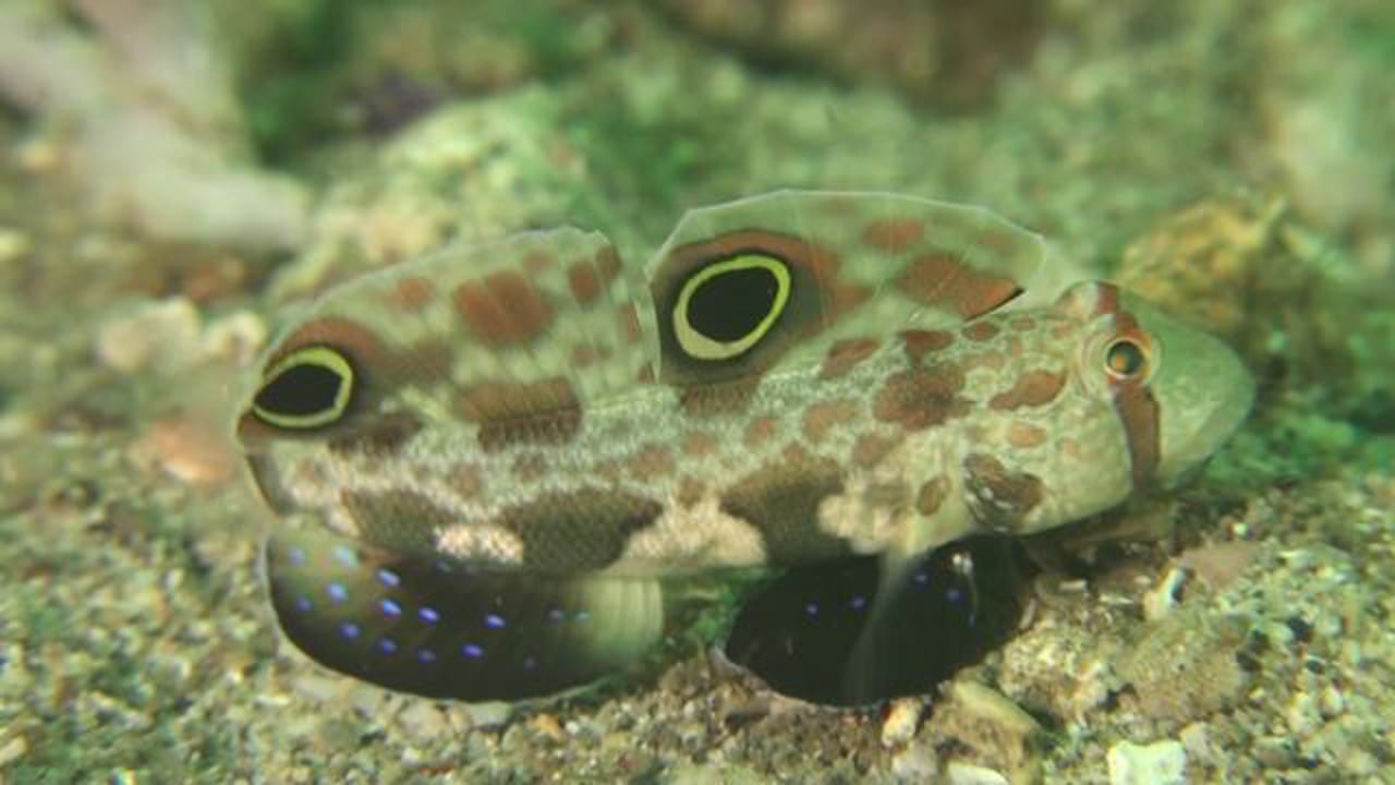 Signal Goby