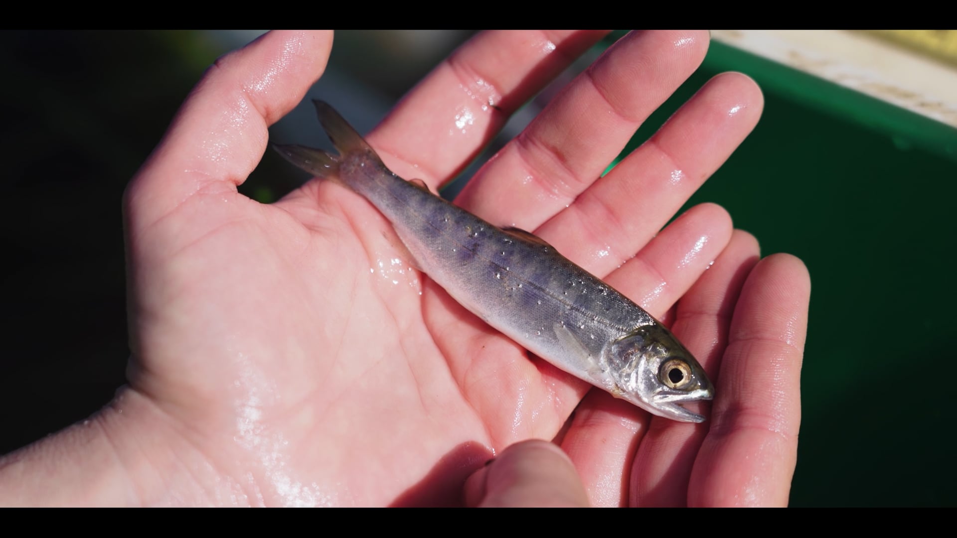 Salmon habitat and working landscapes: finding balance through tide gate upgrades in Coos County, OR