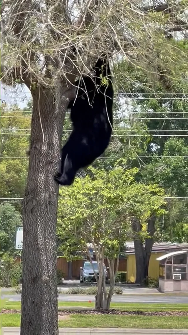 Black bear spotted in tree at Lake Eola Park in downtown Orlando – Orlando  Sentinel