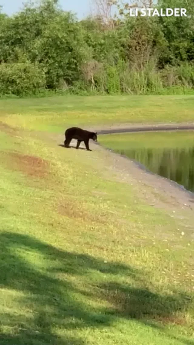 A BEAR Was Spotted in the Orlando Area..And No, It Doesn't Play the Banjo 