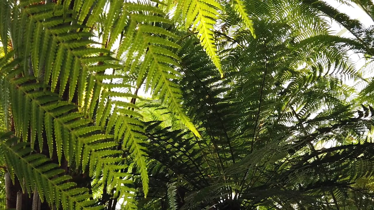 Biorgani - Plant-based packaging