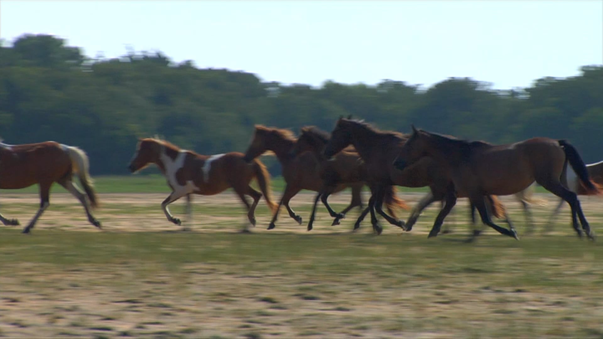 WILD HORSES of the EASTERN BARRIER ISLANDS: Trailer