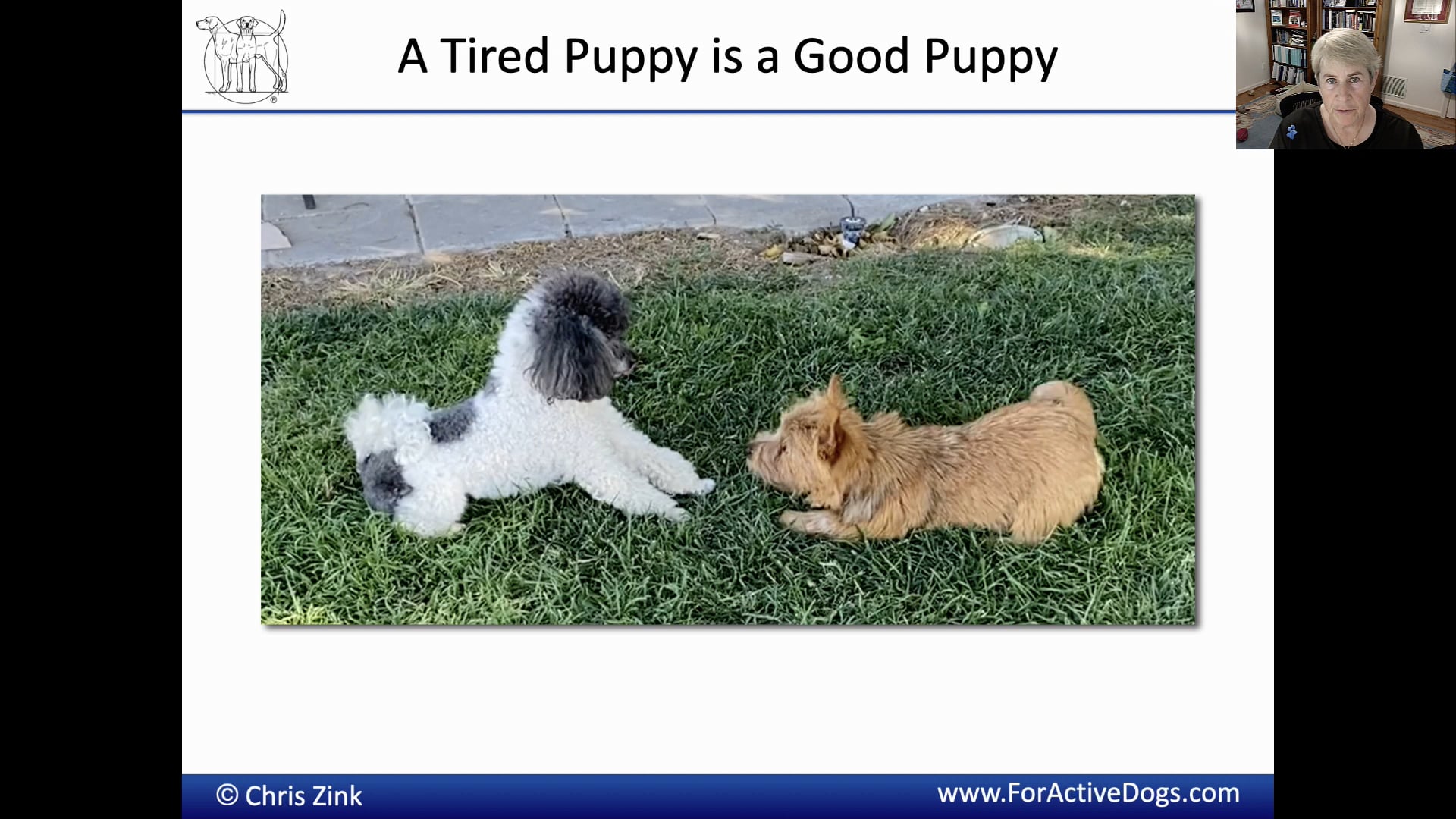 watch-exercising-and-training-puppies-what-to-do-when-by-dr-chris