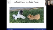 Watch Exercising And Training Puppies What To Do When By Dr Chris 
