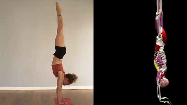 Yoga Handstands: Discover The Art Of Adho Mukha Vrksasana