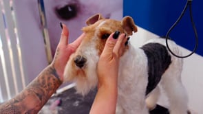 Related Embedded Video Item Thumbnail