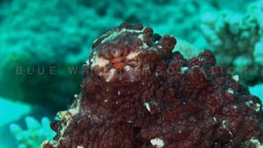 0730_reef octopus close upeye