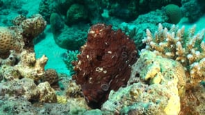0732_octopus sitting on reef red sea