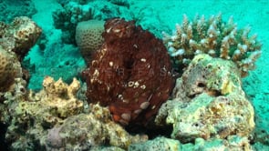 0733_reef octopus pan shot