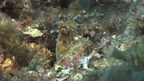 0735_reef octopus mediterranean
