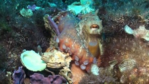 0737_reef octopus mediterranean empty shells