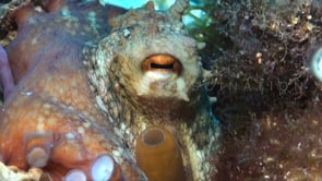 0738_reef octopus mediterranean super close up