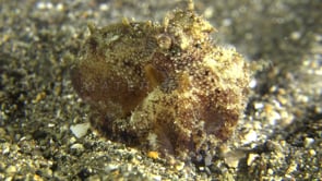 0741_small octopus