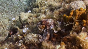 0912_octopus sitting on coral reef mediterranean