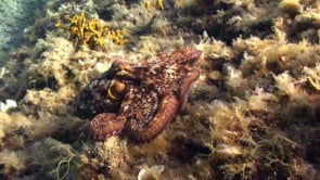 0913 octopus swimming over coral reef mediterranean