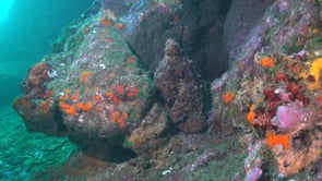 1665_reef octopus between rocks