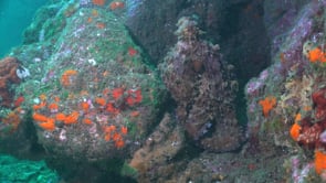 1666_reef octopus between rocks close up