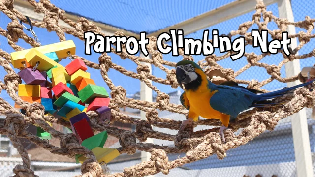 Parrot climbing hot sale rope