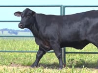 Lote 22