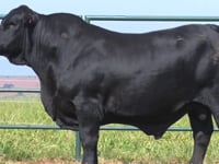 Lote 51