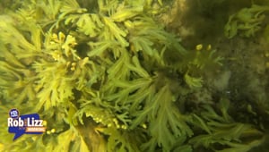 Seaweed is Multipurposeful