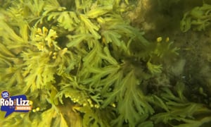 Seaweed is Multipurposeful