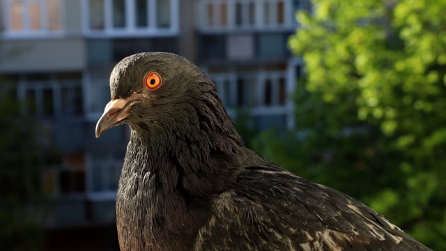 pigeon, dove, bird