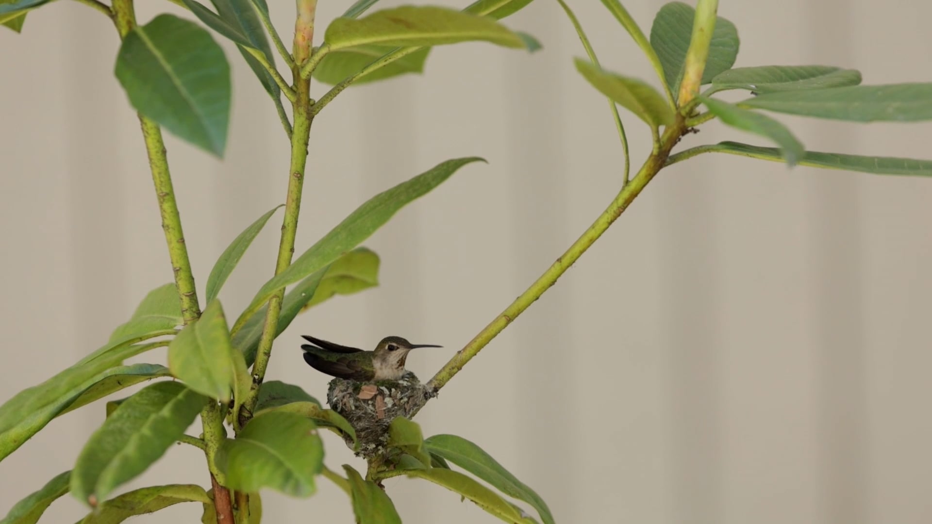NEST