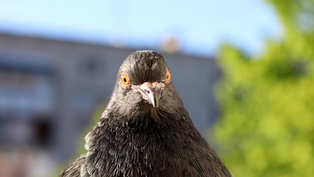 pigeon, dove, bird