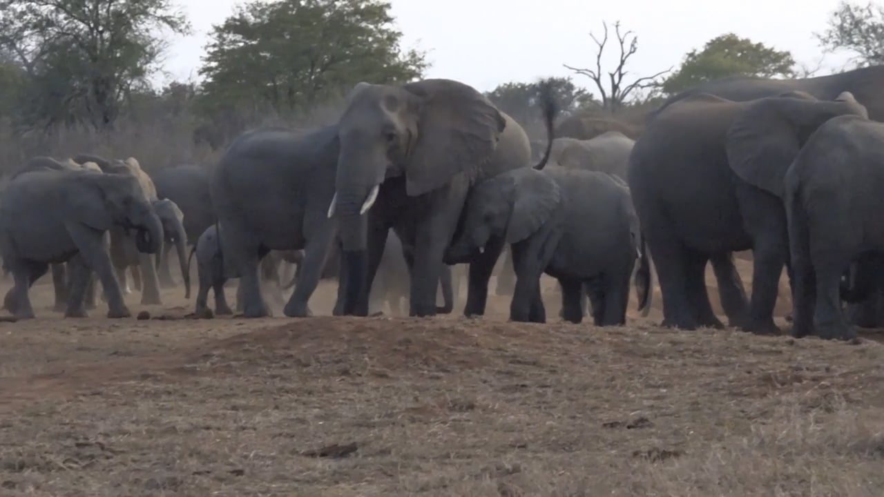 About Nyamazana Safaris