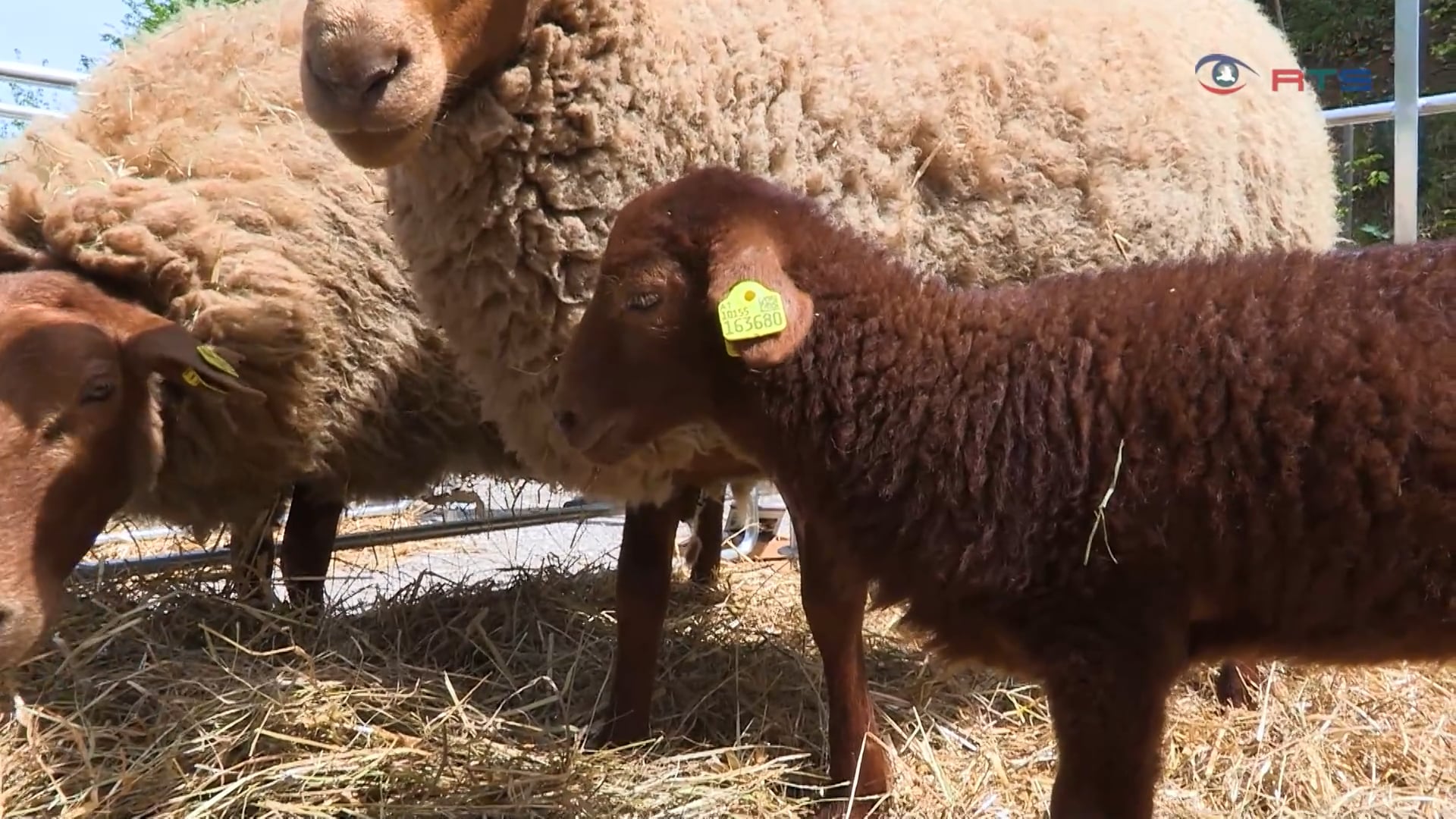wie-man-auf-den-geschmack-von-schaf-und-ziegenprodukten-kommt