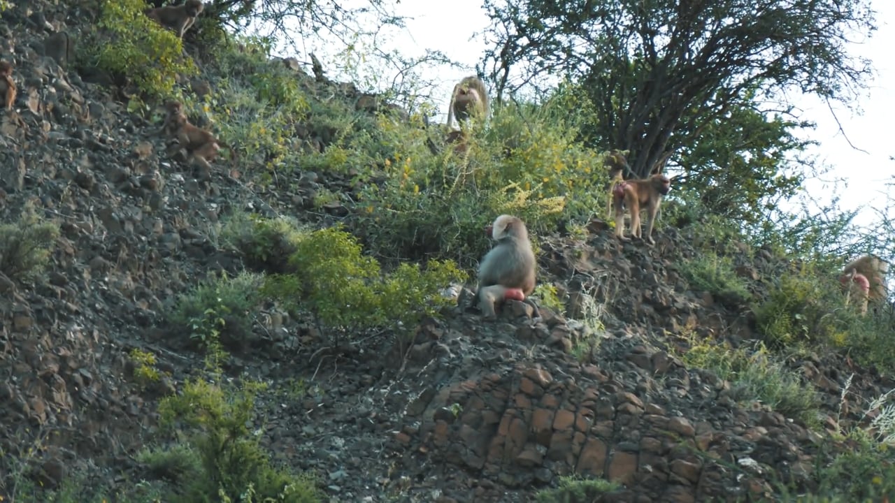 Hamadryas Baboon