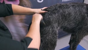 Related Embedded Video Item Thumbnail