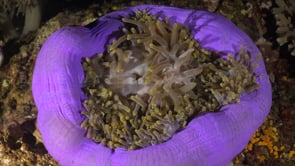 1687_pink skunk anemone fish purple anemone night
